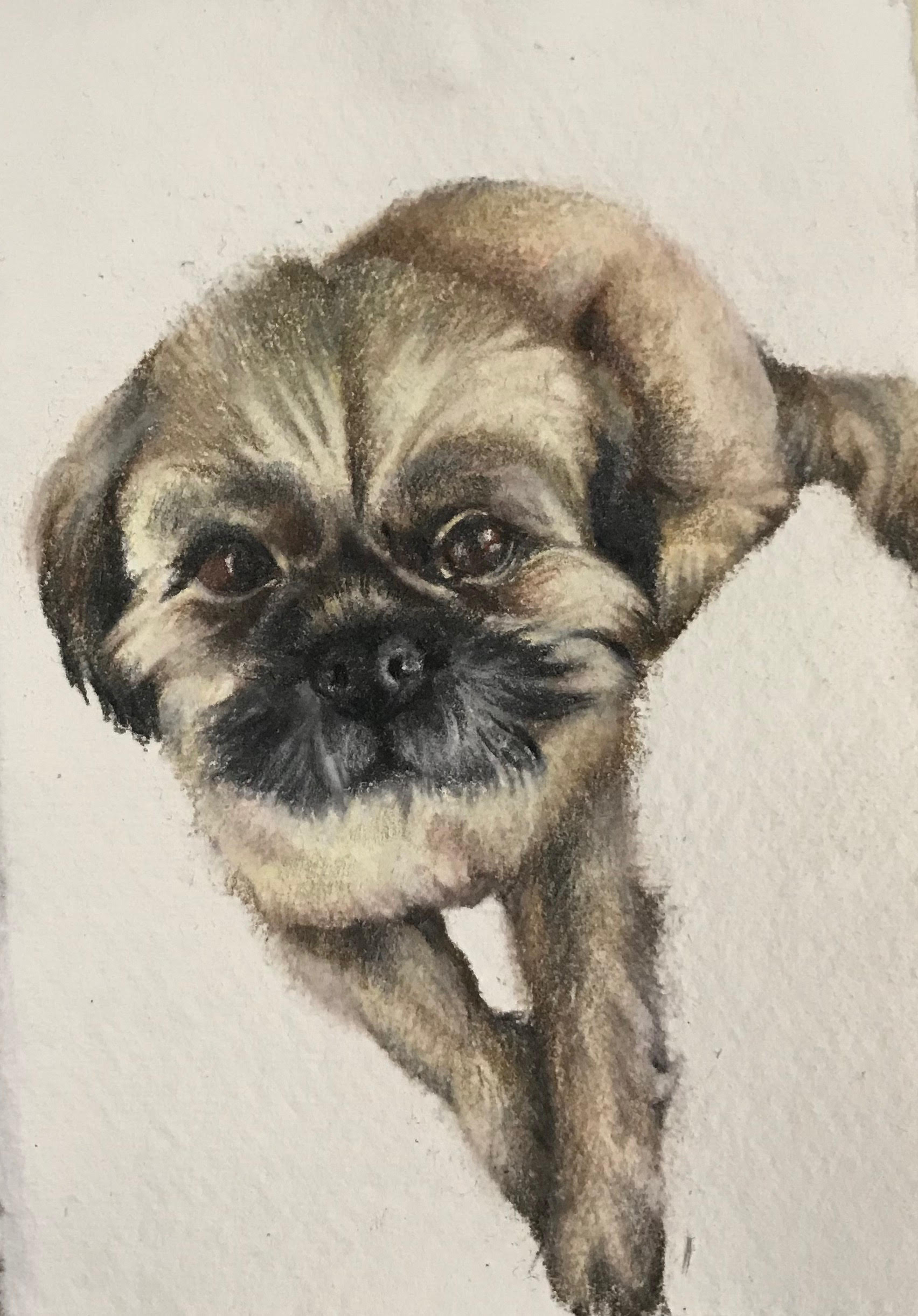 Dog drawing colour pencil